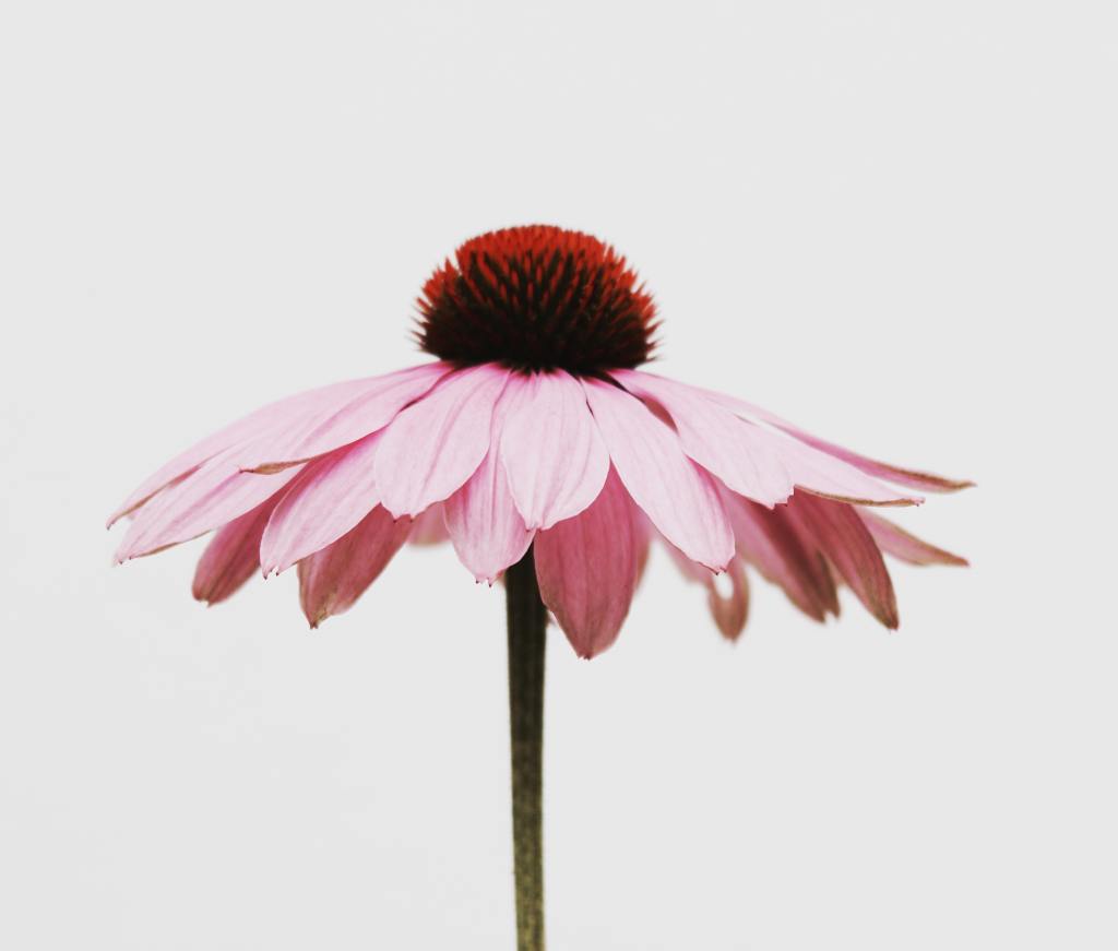 pink echinacea flower